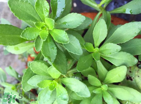 哪些人不可以吃救心菜？什么人不能吃救心菜？