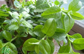 哪些人不可以吃救心菜？什么人不能吃救心菜？