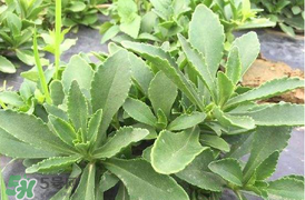 哪些人不可以吃救心菜？什么人不能吃救心菜？