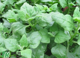 救心菜苦不苦？救心菜怎么吃不苦？