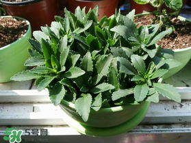 救心菜苦不苦？救心菜怎么吃不苦？