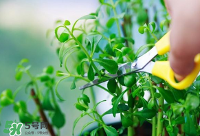 救心菜苦不苦？救心菜怎么吃不苦？