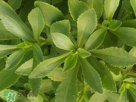 救心菜有毒嗎？救心菜怎么吃沒毒？