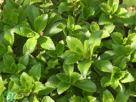 救心菜怎么種植？救心菜什么時候種？