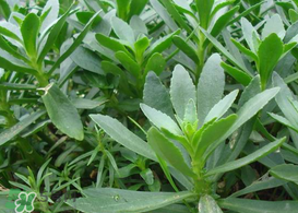 救心菜怎么種植？救心菜什么時候種？