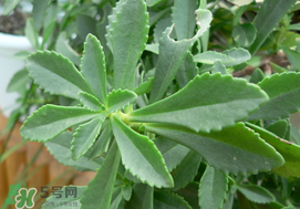 救心菜怎么種植？救心菜什么時候種？