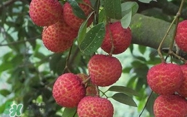 荔枝什么時候上市？荔枝什么時候成熟