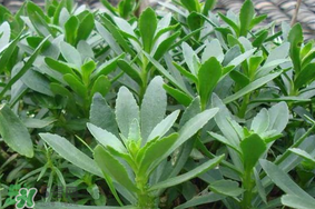 救心菜可以泡茶喝嗎？救心菜能泡水喝嗎？