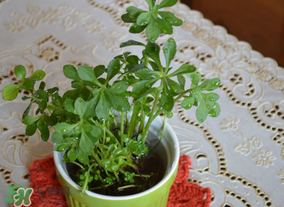 救心菜可以泡茶喝嗎？救心菜能泡水喝嗎？