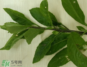 救心菜可以泡茶喝嗎？救心菜能泡水喝嗎？