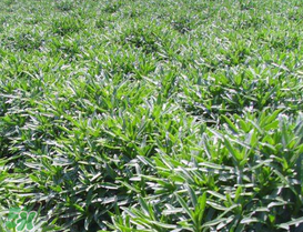 養(yǎng)心菜和救心菜一樣嗎？養(yǎng)心菜和救心菜的區(qū)別