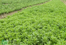 養(yǎng)心菜和救心菜一樣嗎？養(yǎng)心菜和救心菜的區(qū)別