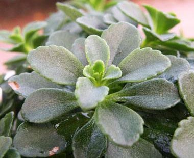 哪些人不可以吃救心菜？什么人不能吃救心菜？