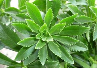 救心菜是三七嗎？救心菜和三七區(qū)別