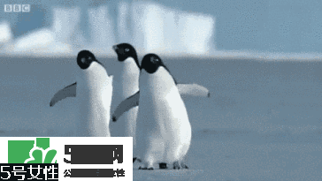 天鵝臂是什么？天鵝臂有用嗎