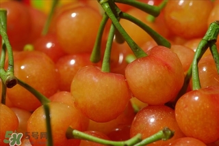 櫻桃不洗能吃嗎？沒洗的櫻桃可以吃嗎