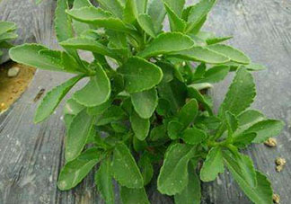 救心菜怎么種植？救心菜什么時候種？