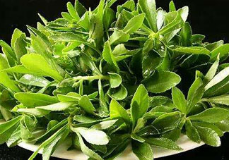 救心菜苦不苦？救心菜怎么吃不苦？