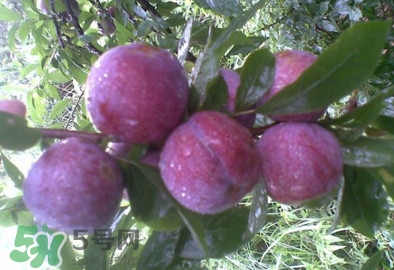 三華李是哪里的特產(chǎn)？三華李的產(chǎn)地是哪兒