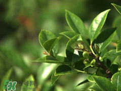 烏飯樹葉的營(yíng)養(yǎng)價(jià)值 烏飯樹葉功效與作用