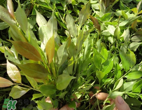 烏飯樹葉的營(yíng)養(yǎng)價(jià)值 烏飯樹葉功效與作用