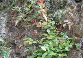 雷公根孕婦可以吃嗎？孕婦可以吃雷公根嗎？