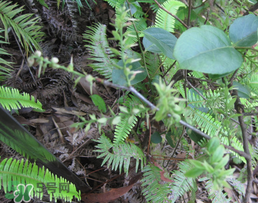 雷公根孕婦可以吃嗎？孕婦可以吃雷公根嗎？