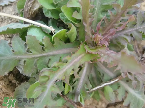 苦碟子能吃嗎？苦碟子怎么吃？