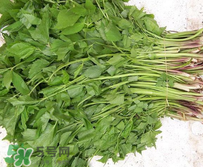 大葉芹怎么吃？大葉芹的做法？