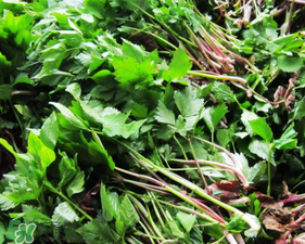 大葉芹怎么吃？大葉芹的做法？