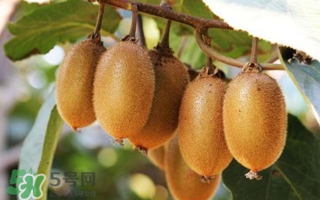 獼猴桃是什么季節(jié)的水果？獼猴桃什么時候吃最好