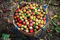 三華李孕婦可以吃嗎？三華李孕婦能吃嗎