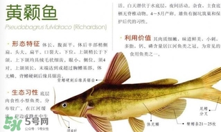 黃顙魚不能和什么一起吃？黃顙魚不能與什么同吃？