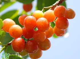 6月份吃什么水果？六月份吃什么水果？