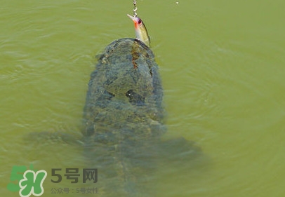 黑魚是發(fā)物嗎？黑魚是不是發(fā)物