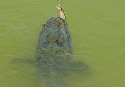 黑魚是海鮮嗎？黑魚是外來物種嗎