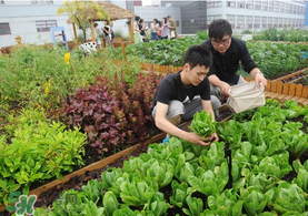 六月份種什么蔬菜？六月份可以種什么蔬菜？