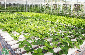 六月份種什么蔬菜？六月份可以種什么蔬菜？