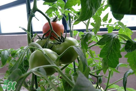 六月份種什么蔬菜？六月份可以種什么蔬菜？