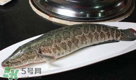 黑魚能和豆腐一起吃嗎？豆腐可以和黑魚一起吃嗎
