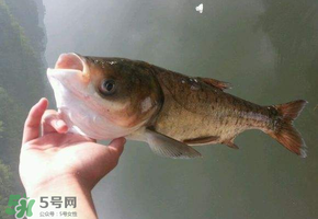 五月份能釣鰱魚嗎？五月份釣什么魚？