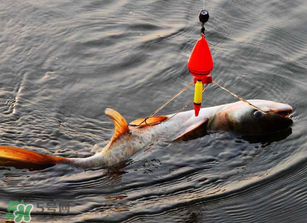 五月份能釣鰱魚嗎？五月份釣什么魚？