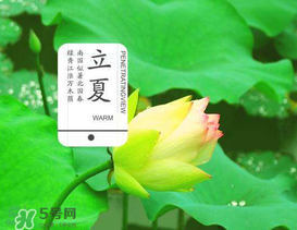 立夏吃什么水果？立夏吃什么水果好？