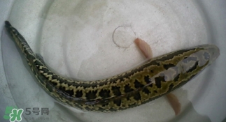 烏鱧魚多少錢一斤？烏鱧價格