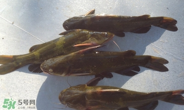 嘎魚不適合什么人吃？黃顙魚不適合什么人吃