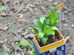 立夏種什么菜？立夏適合種什么？