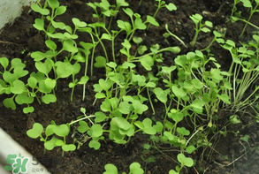 立夏種什么菜？立夏適合種什么？