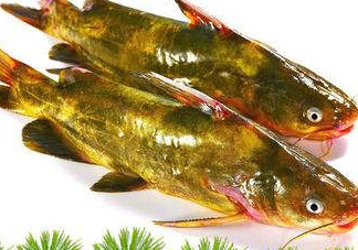 嘎魚多少錢一斤？野生黃嘎魚多少錢一斤