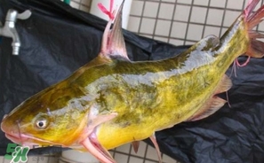 嘎魚多少錢一斤？野生黃嘎魚多少錢一斤