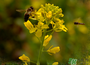 五月份還有油菜花嗎？5月份還有油菜花嗎？
